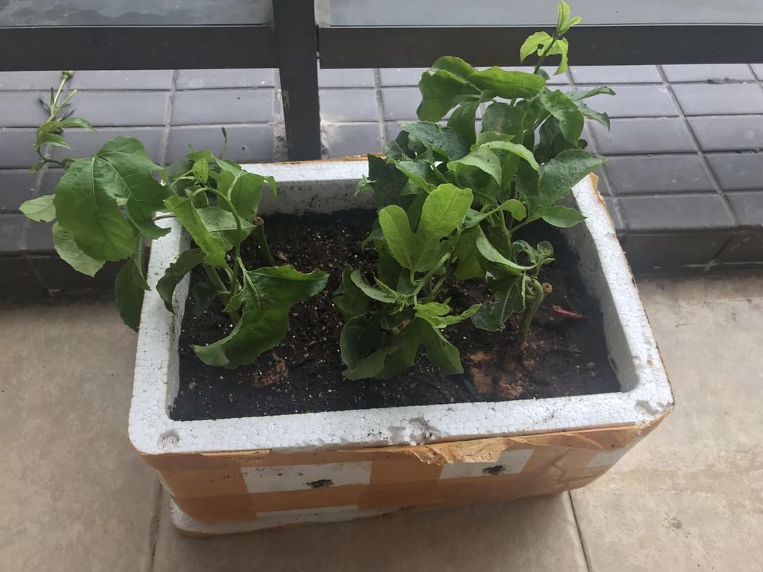 植物过冬的方法有哪些四年级50字,植物过冬的方法简短只有十字