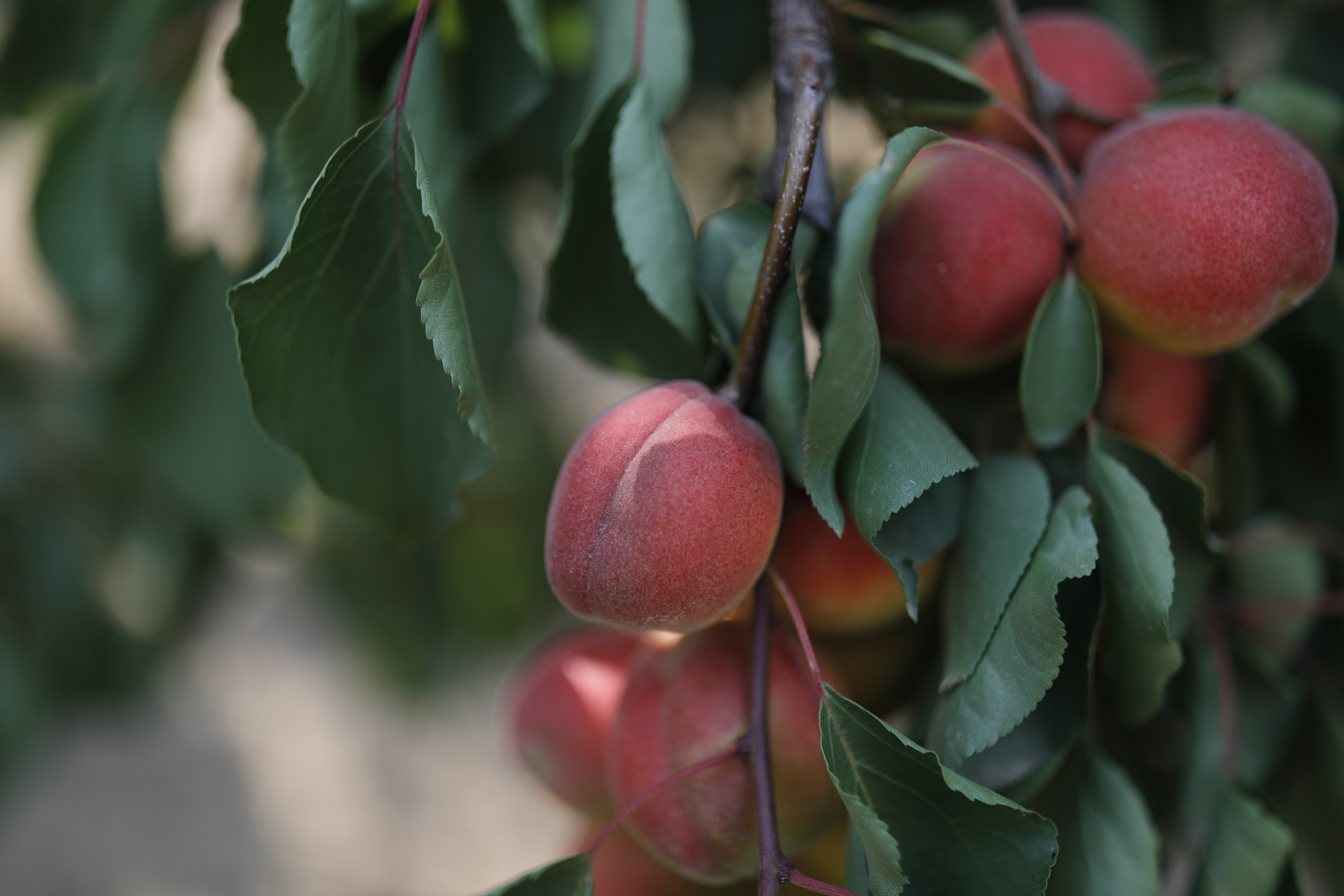 绾㈡潖涔嬩埂,涓浗绾㈡潖涔嬩埂