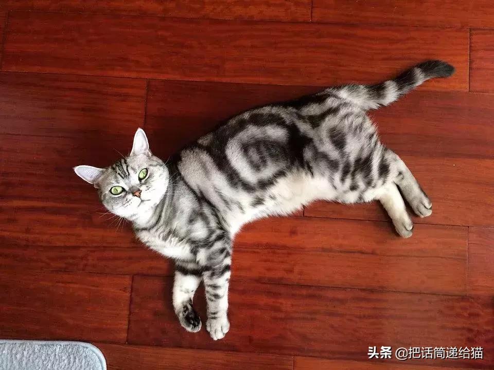 猫故事全集,猫故事小说