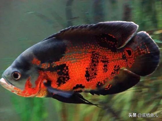 水族界的平头哥,鱼缸界平头哥