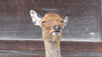 春游赏樱花日本,日本京都奈良赏樱