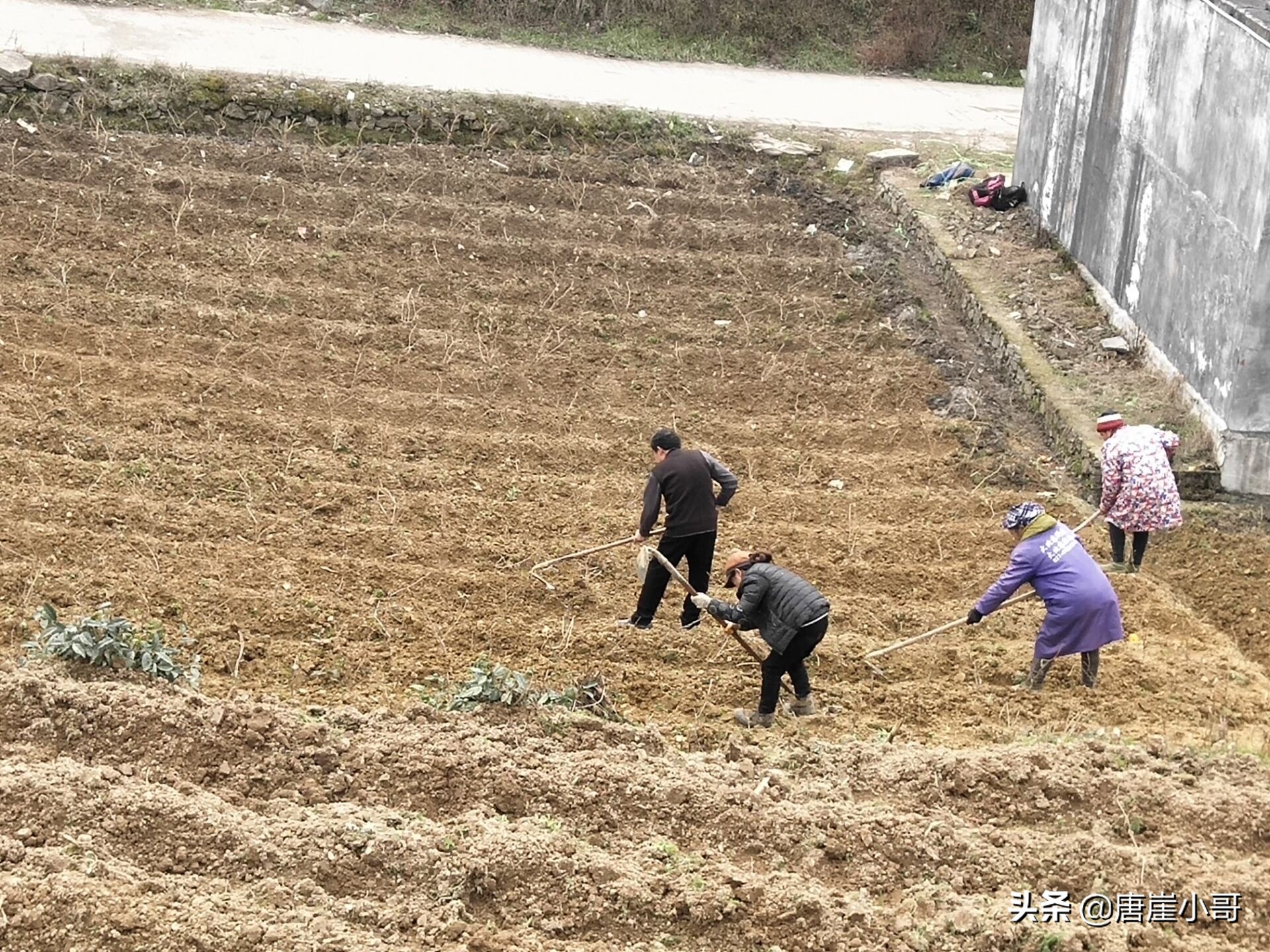 寒冬季节适合什么茶,莫负好春光种茶正当时