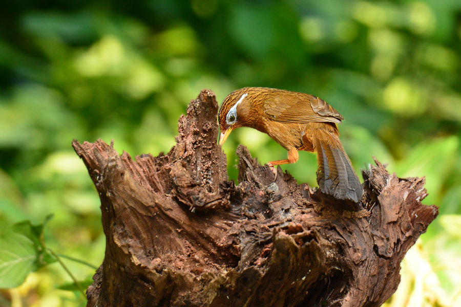 养生眉跟雾眉,养生纹眉