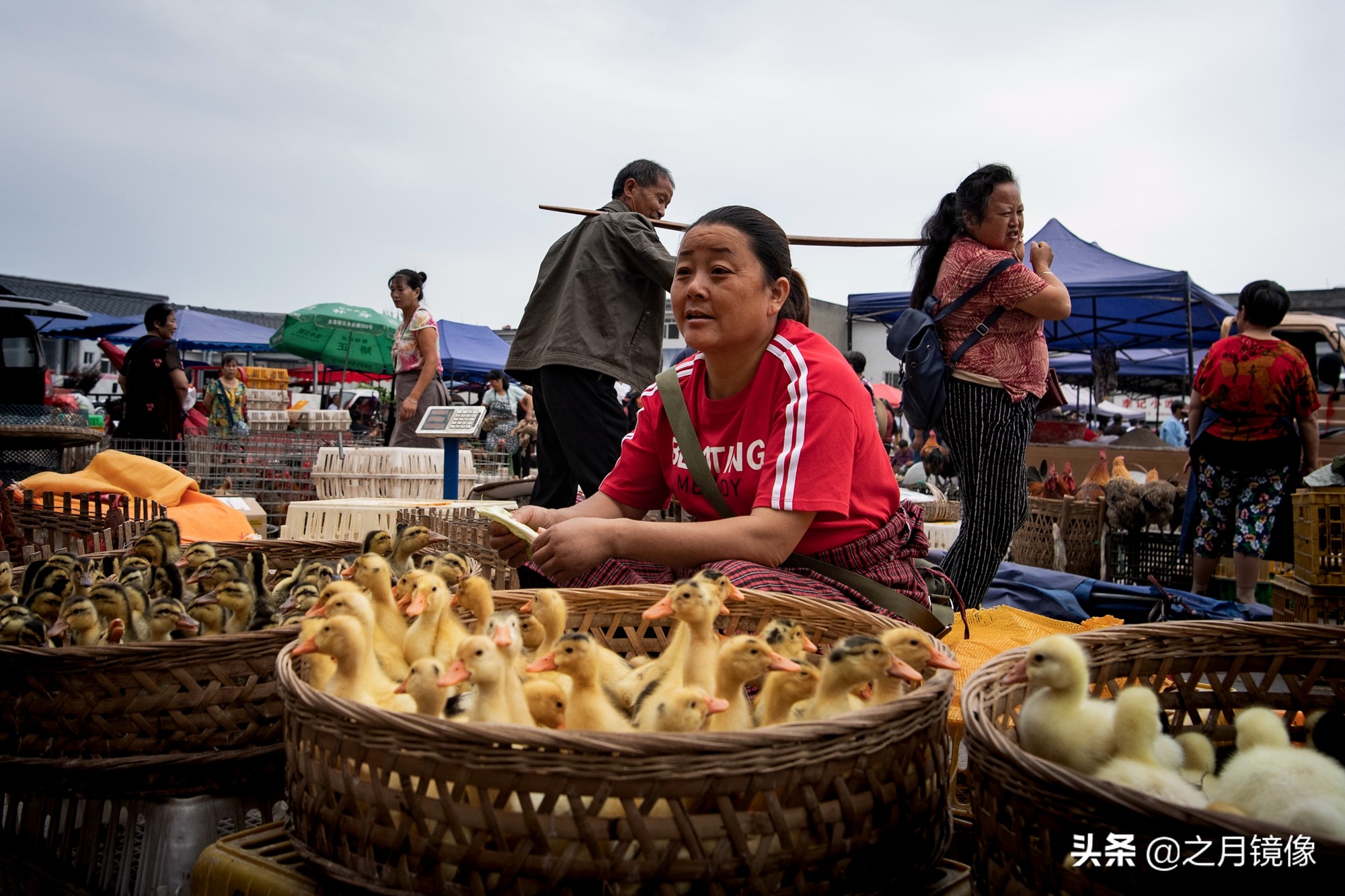 天府新区太平枇杷,成都太平枇杷批发市场