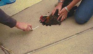 各种小动物是怎样装死的,动物装死是什么