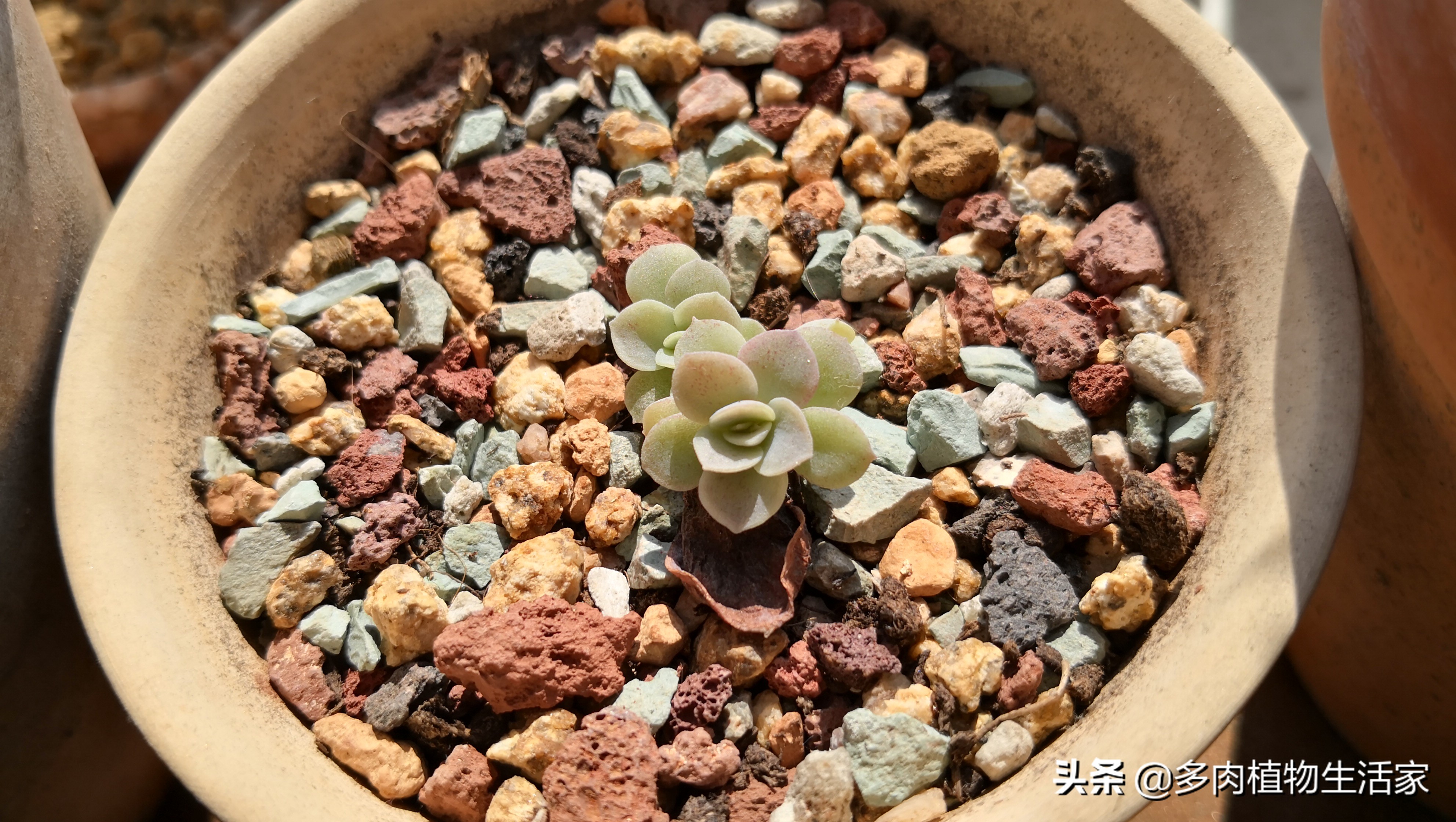 多肉经历寒冬酷暑迎来了春天,多肉经历了冬天的寒冷变得更美