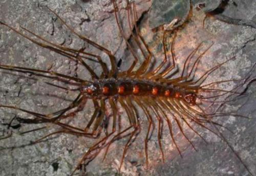 家里经常出现这种虫子,家中发现这种虫子要当心