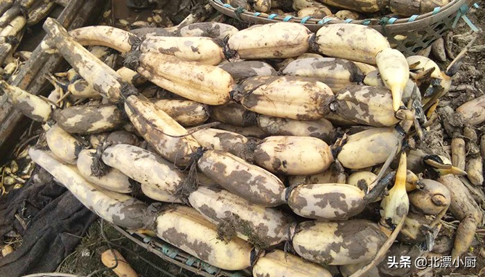 全国哪里莲藕最多最便宜,全国最好的莲藕品种粉藕