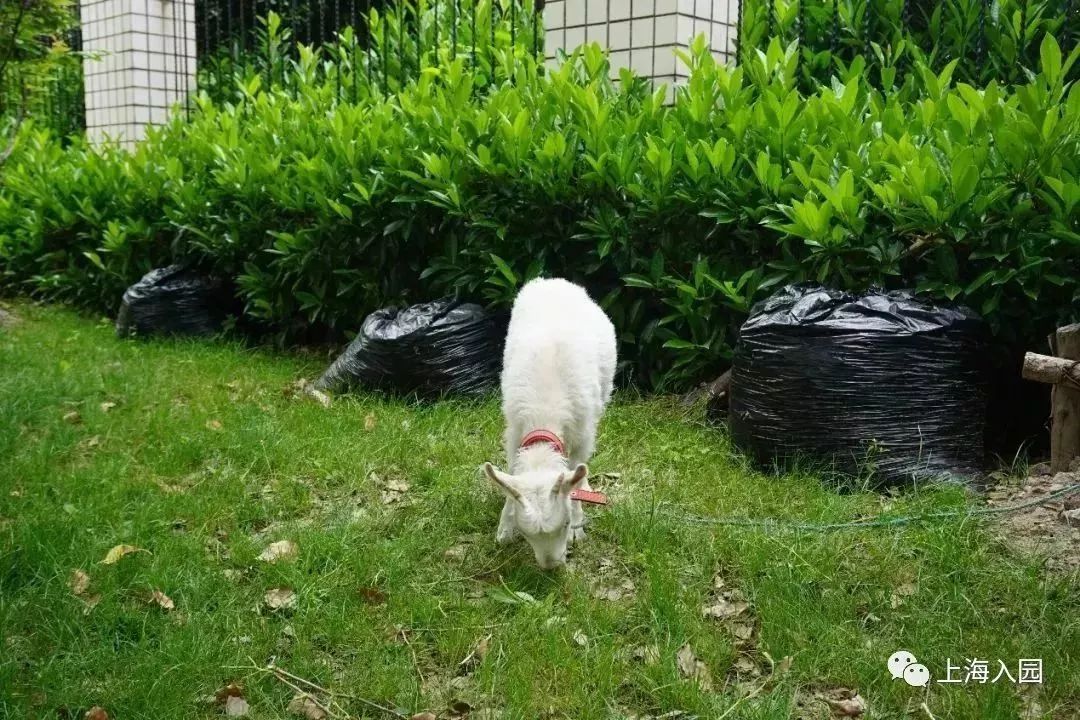 探园|这所幼儿园堪称“天然氧吧”!开办2年人气超高!报名人多