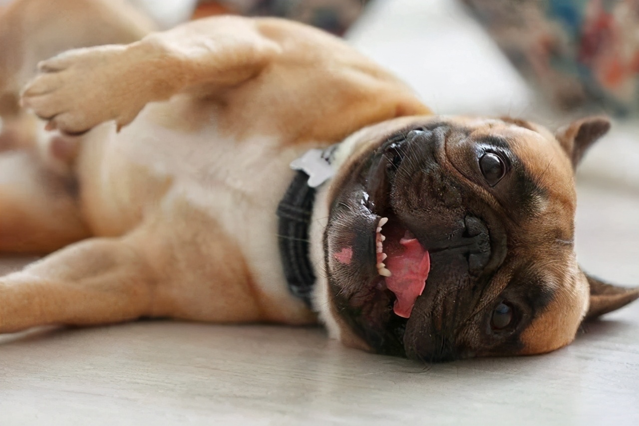 狗狗呕吐的常见原因和应对,狗狗呕吐一般是什么原因导致的呢