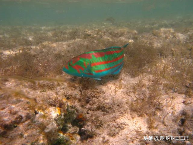 日本发现怪鱼,日本渔民岸边发现什么怪鱼了