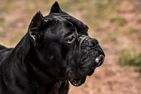 卡斯罗和罗威纳哪个适合家庭犬,帅气的罗威纳