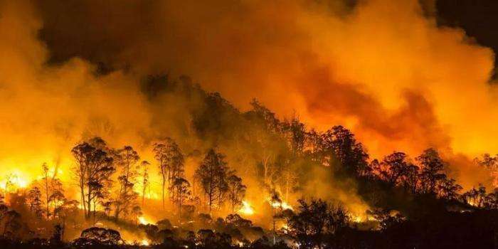 罕见柳州惊现神奇冥界之花水晶兰,珍稀罕见幽灵之花水晶兰现身重庆