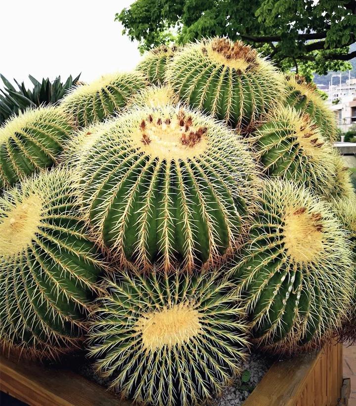 什么花放在家里最好看最实用,放家里风水好又好养的花有哪些