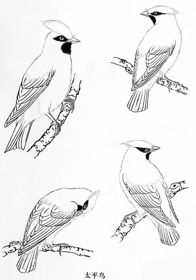 工笔画飞禽画法,工笔飞禽画谱教程