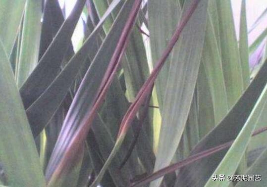 龙血树上方叶尖发黄干枯什么原因,宽叶龙血树叶尖干枯怎么救