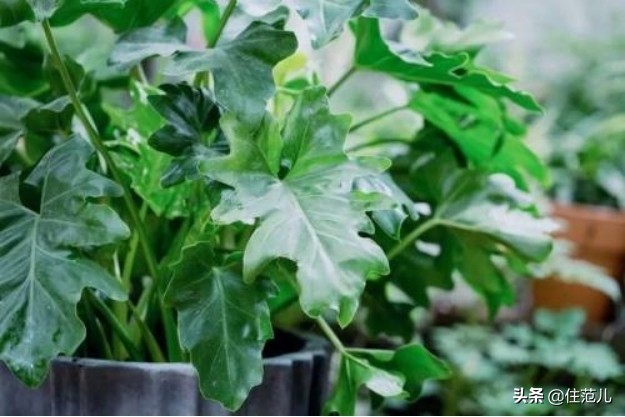 40平米阳台花园打造方法,阳台打造花园效果图大全