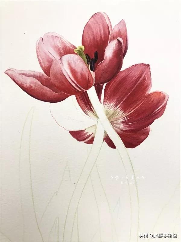 怎么用水彩笔画郁金香教程,粉色水彩郁金香怎么画图片