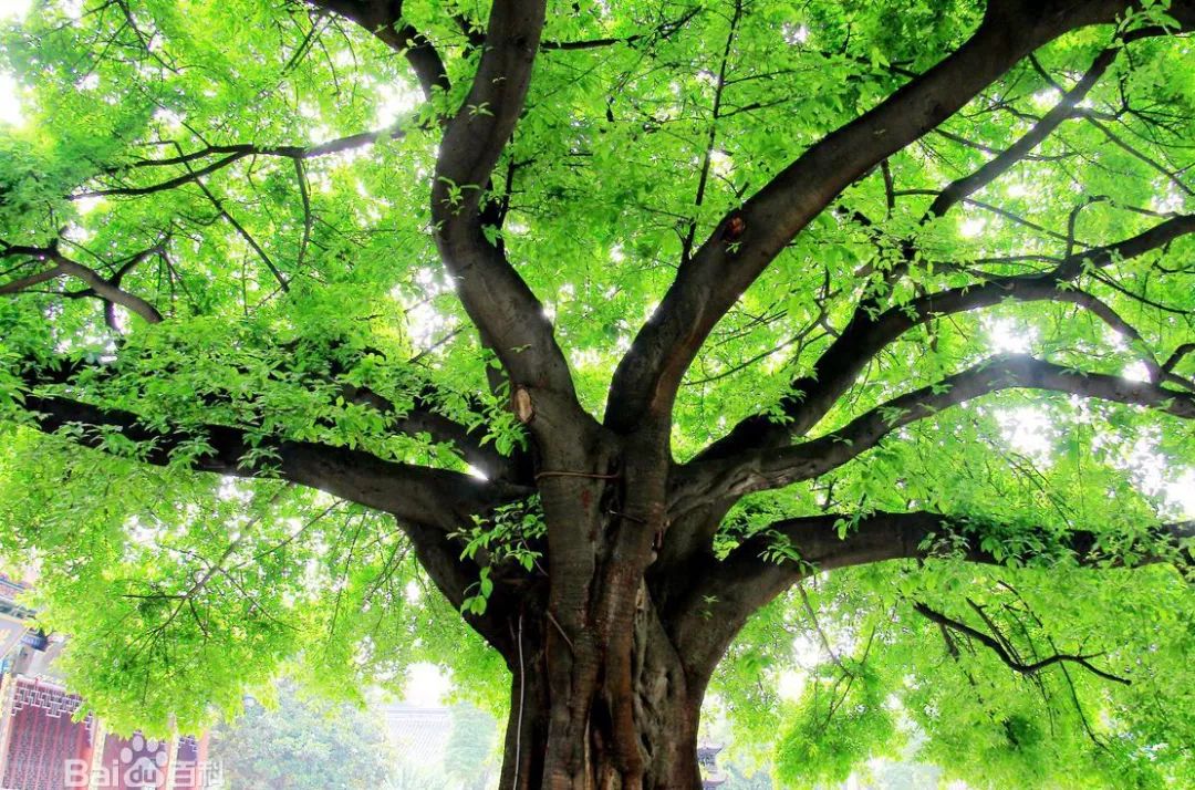 上品拾陆为什么那么便宜,2020年重庆市渝北区上品拾陆房价