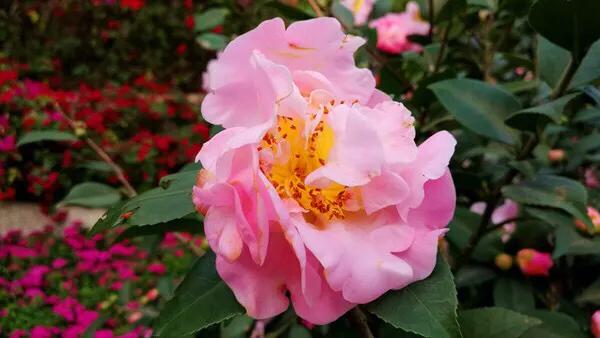 深圳花海公园推荐景点有哪些,深圳花海公园地址在哪里