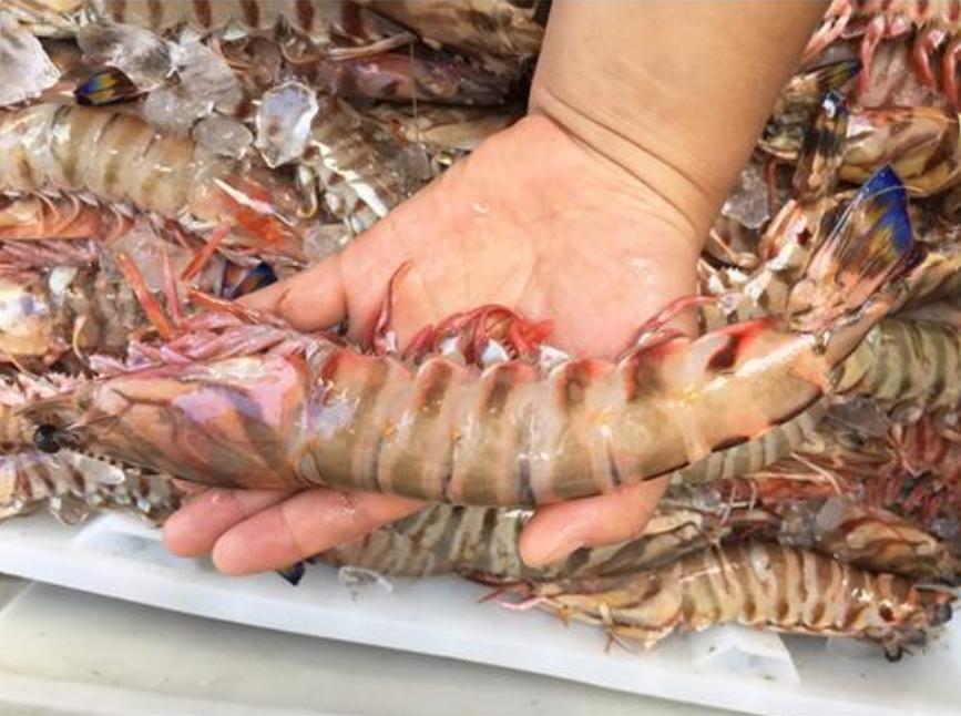 大虾怎样保存等到冬天吃比较新鲜,吃不完的新鲜大虾如何保存