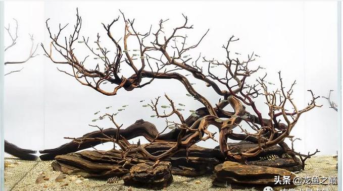 沉木与什么石头搭配造景,沉木造景选树桩还是拱桥