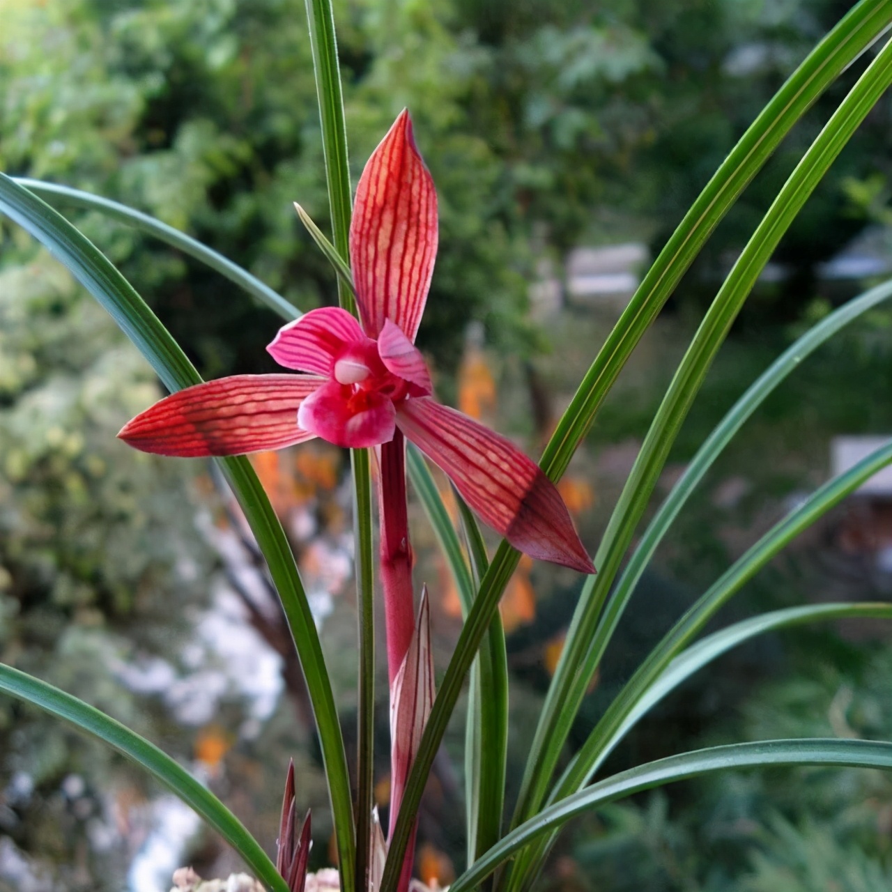 云南第一红素兰花,高档兰花云南红素