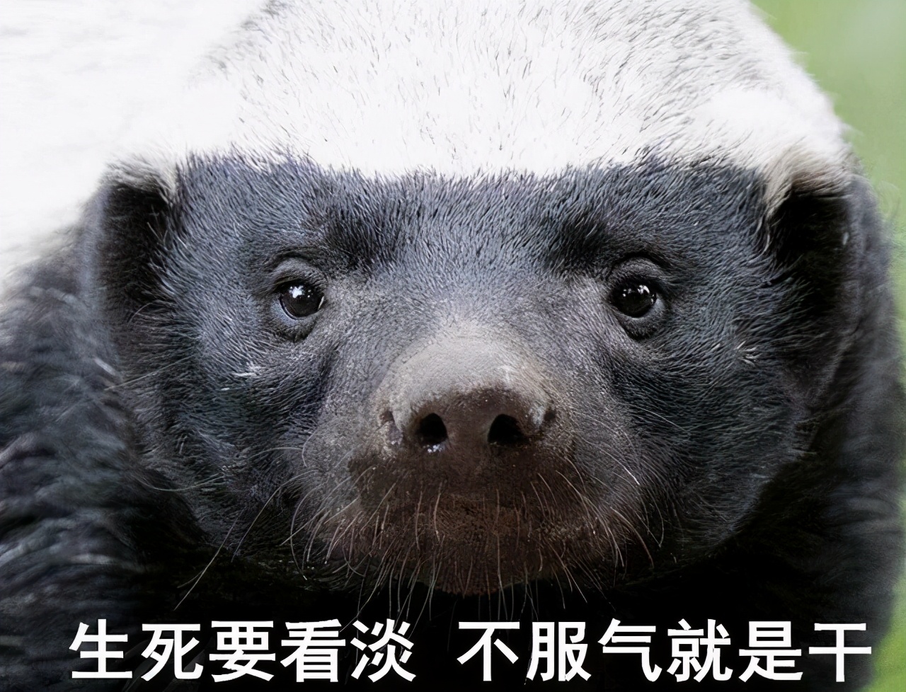 巴西蛇岛有4000条毒蛇,蛇岛巴西密密麻麻的蛇