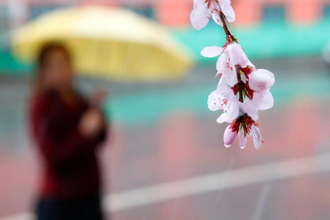 朝阳赏花攻略（建议收藏）