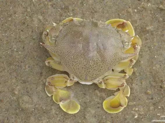 渔民海鲜大全,渔民整理的海鲜河鲜大全