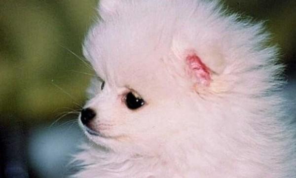 45种常见狗狗认几种主人,45种常见狗狗拉布拉多图片