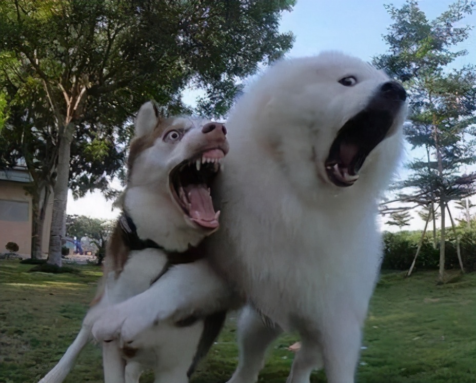 哈士奇和萨摩耶打架比赛视频,哈士奇金毛和萨摩打架