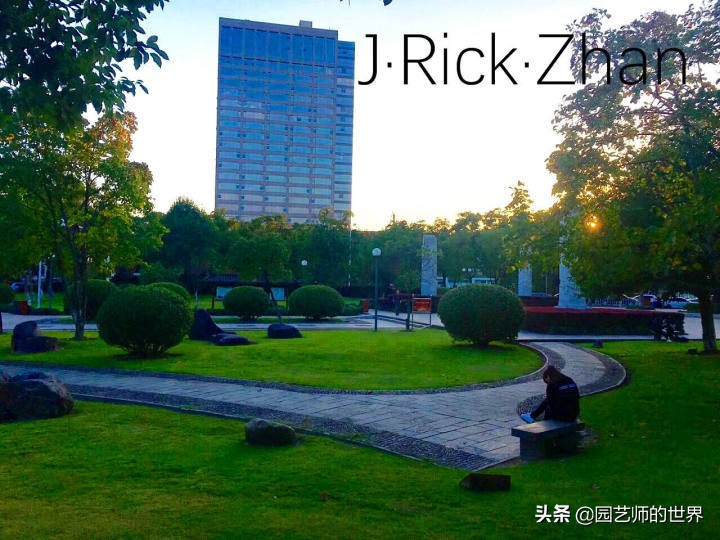 高尔夫果岭草坪家庭院子种植,麦冬草坪种植方法和注意事项