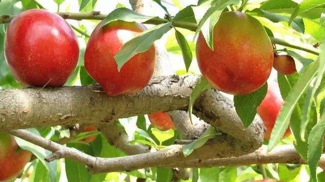 宁夏特产枸杞,宁夏为什么特产枸杞