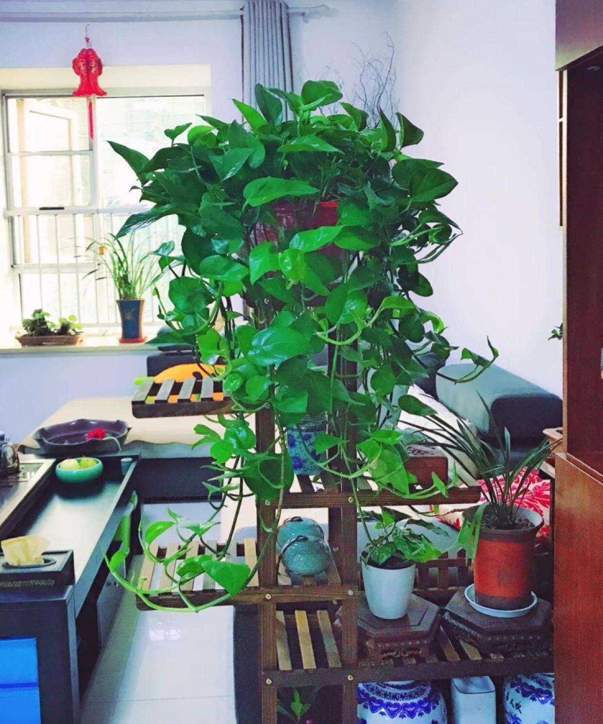 绿萝能直接泡鱼缸里养吗,绿萝枝叶放在鱼缸中会释放氧气吗