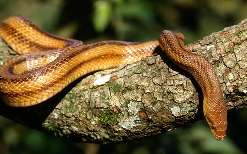 野外蛇视频真实动物世界,野外探险恐怖蛇