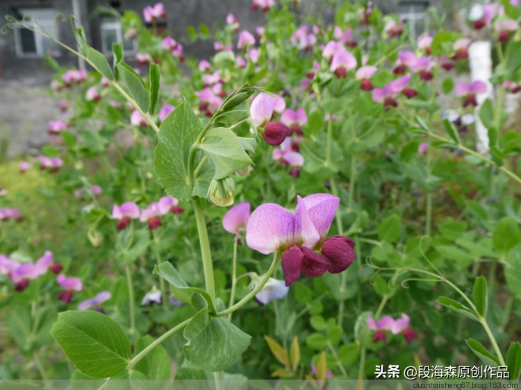 微信朋友圈原创内容,微信朋友圈原创文章