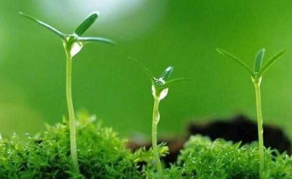 一年两个春带毛贵如金指的是什么,一年两个春带毛贵如金有道理吗