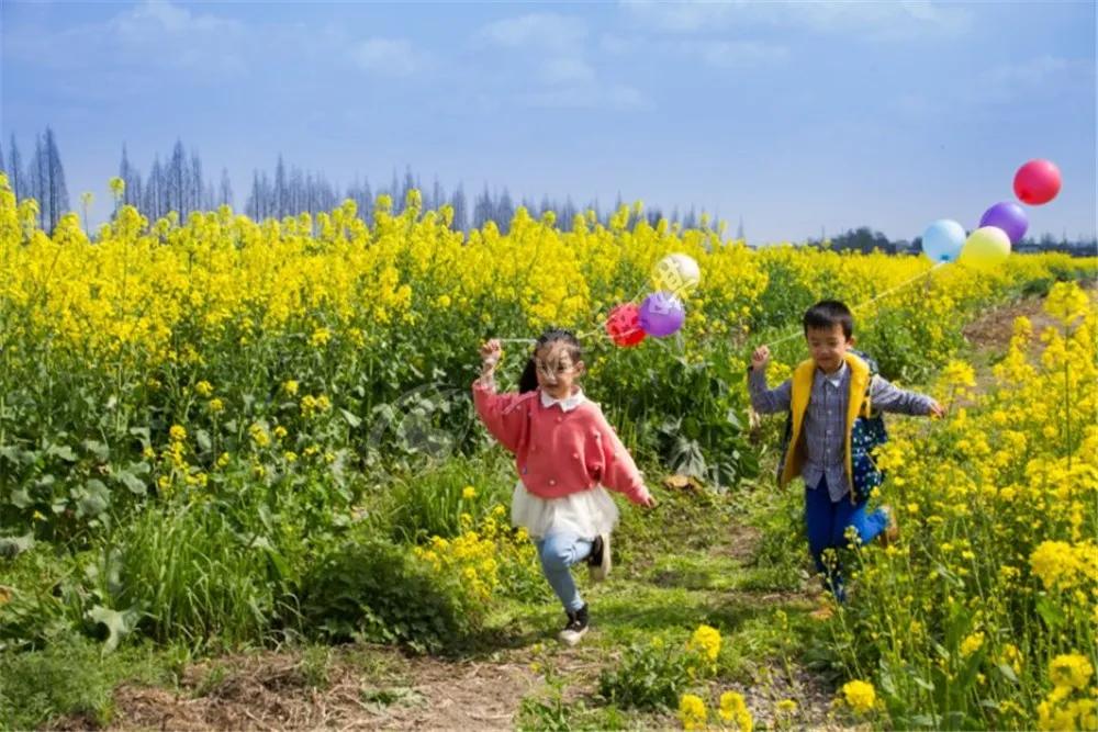 2020年4月成都双流赏花地点,双流踏青赏花地