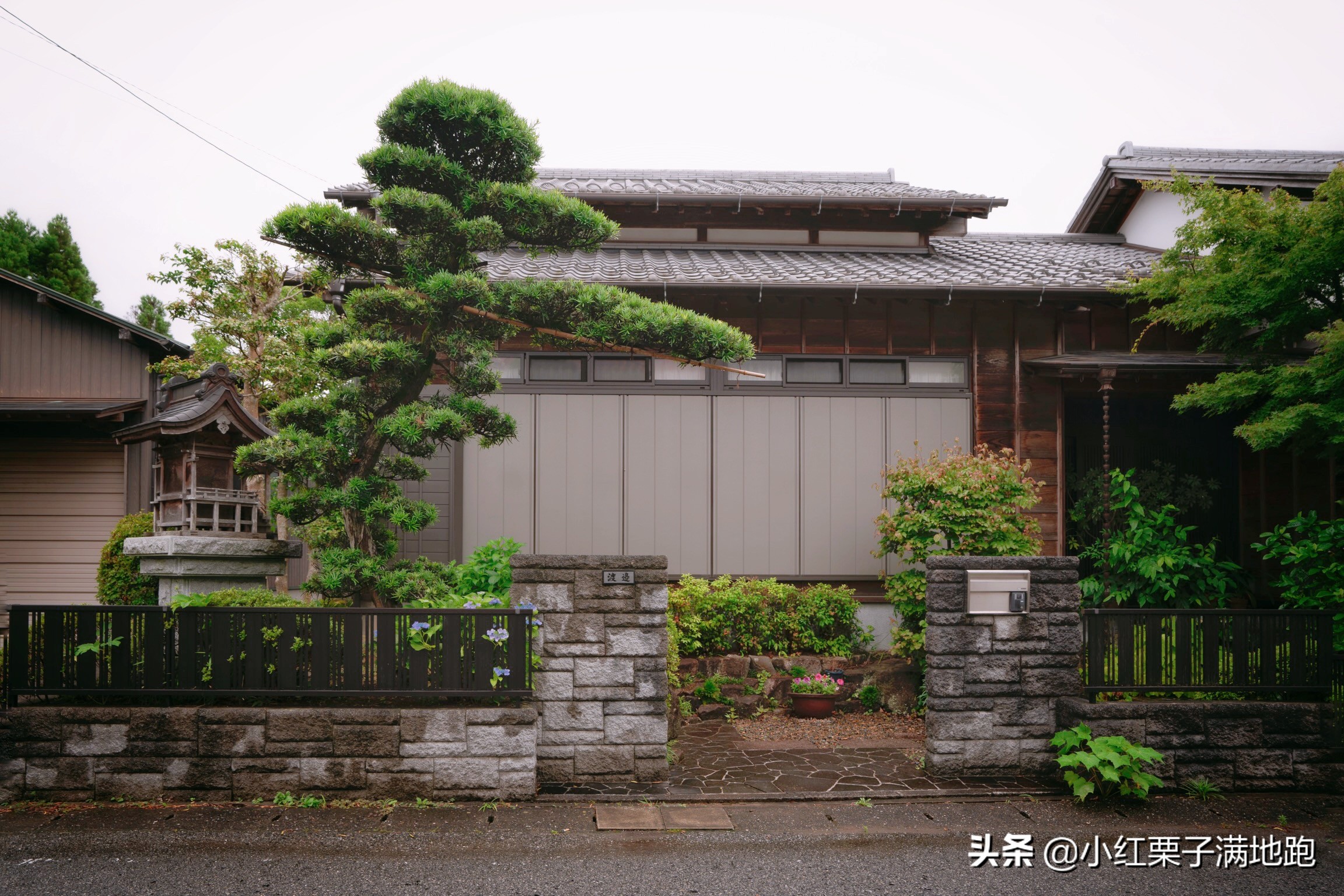 千叶县紫阳花开，如何一边体验火车之旅一边拍摄铁道风景？
