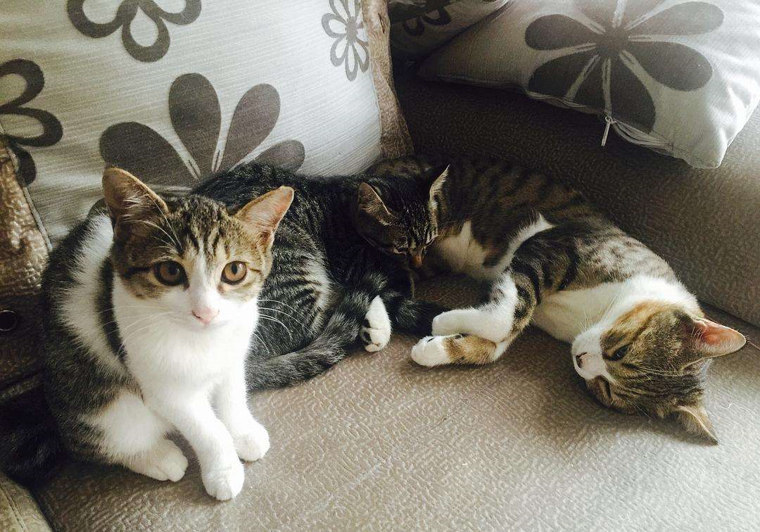 养猫第一天自己怎么适应,养猫新手如何选猫粮