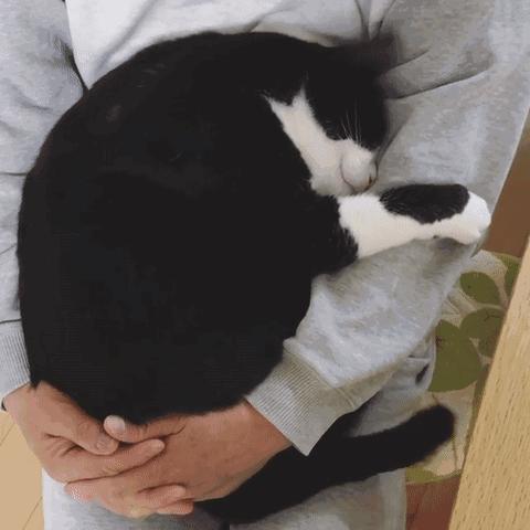 猫咪为什么喜欢用屁股对着主人,猫咪老是把屁股对着你是啥意思