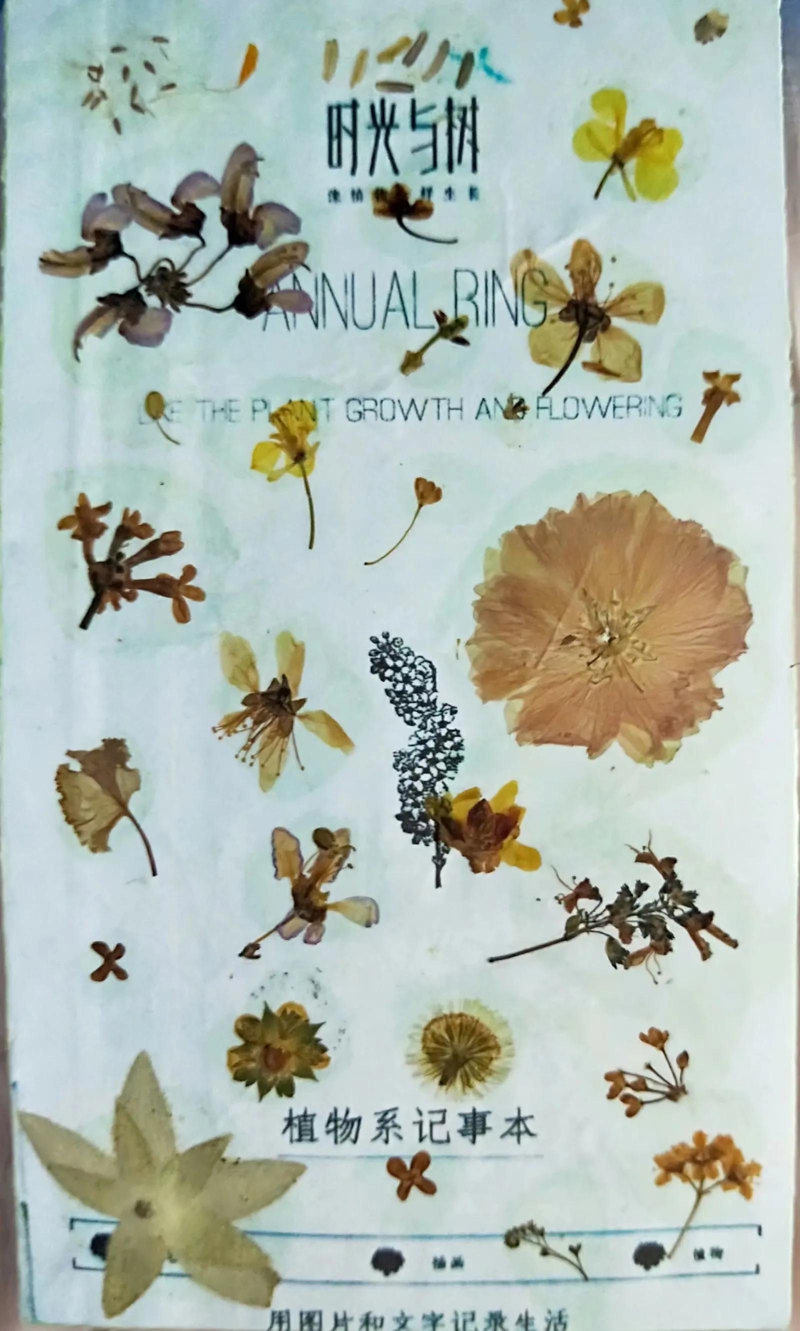 植物标本创意手工作品制作视频,植物标本手工创意