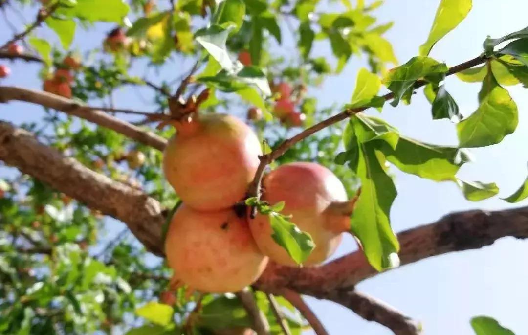 金秋采摘正当时!山东这十种田间美味错过再等一年!