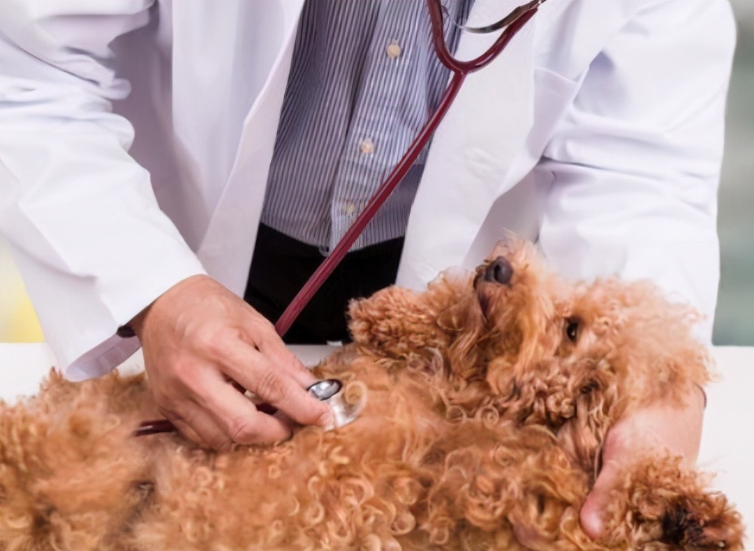 投喂狗狗的后果,喂食狗狗的禁忌