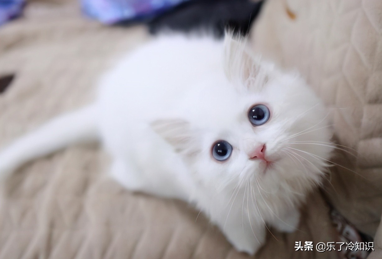 舒淇倡导领养代替购买，橘猫狸花猫狮子猫，多多关注流浪猫