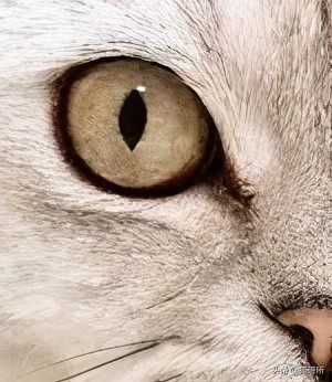 为什么猫咪那么傲娇还有人喜欢,猫咪这么可爱怎么有人舍得伤害