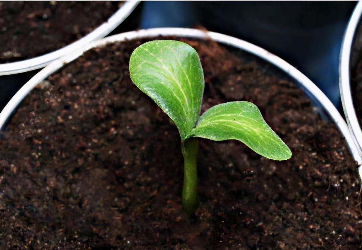 养花不想让土壤板结在土里加什么,em原露养花能解决土壤板结吗