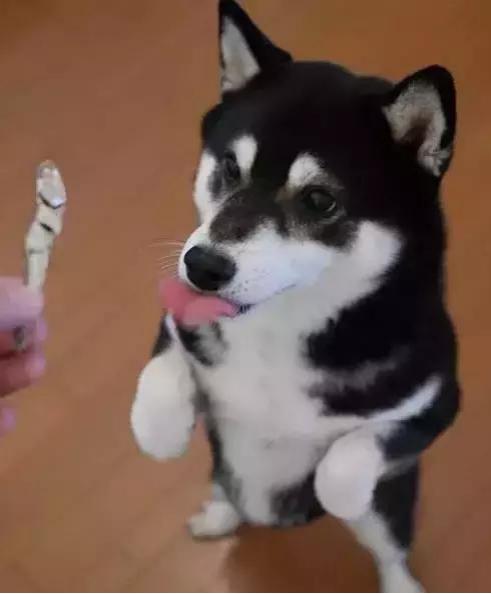 狗狗收藏,收藏宠物零食狗狗