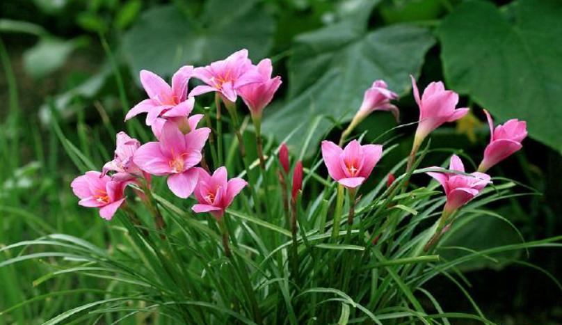 适合种在门口一年四季开花的植物,5种花是爆盆能手花期长